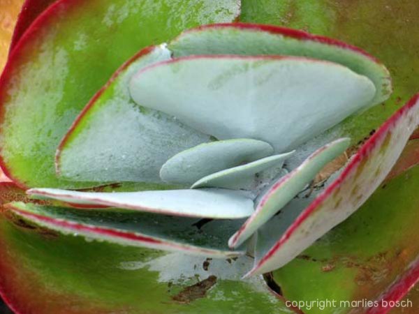 2009-bloemen-002