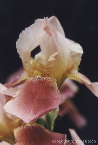 2009-bloemen-003