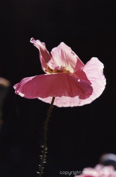 2009-bloemen-004