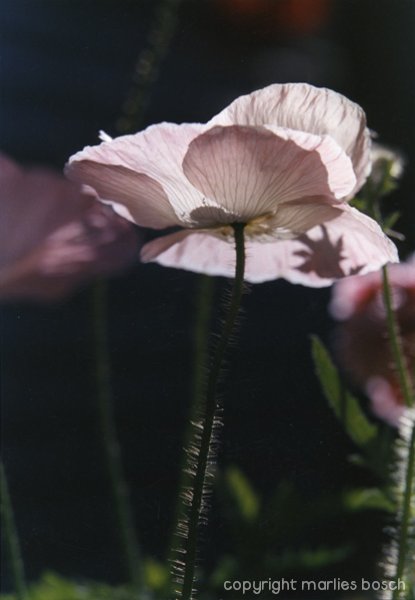 2009-bloemen-005