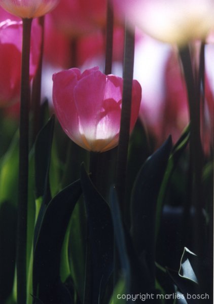 2009-bloemen-006