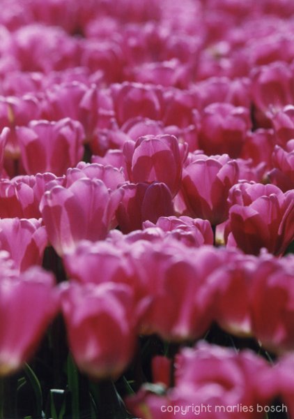 2009-bloemen-007