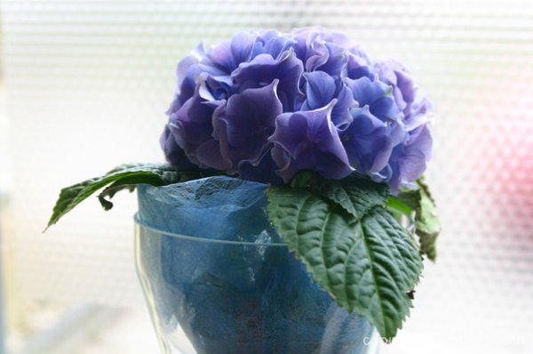 2009-bloemen-008