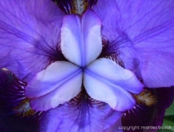 2009-bloemen-009