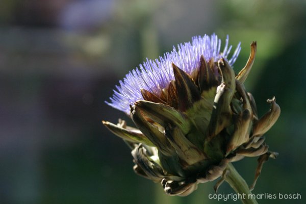 2009-bloemen-010