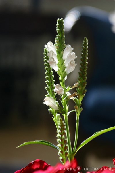 2009-bloemen-011