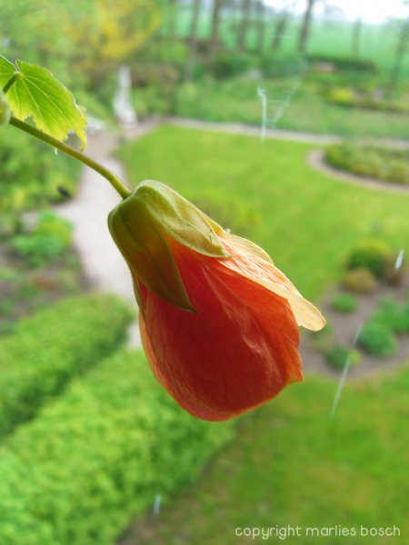 2009-bloemen-012