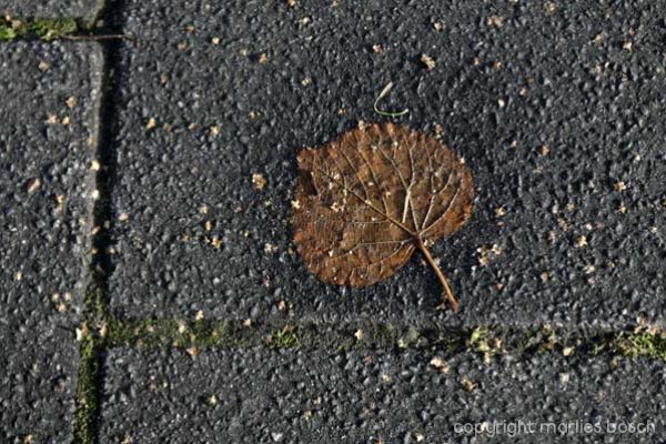 2009-bloemen-013