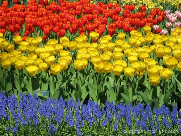 2009-bloemen-014