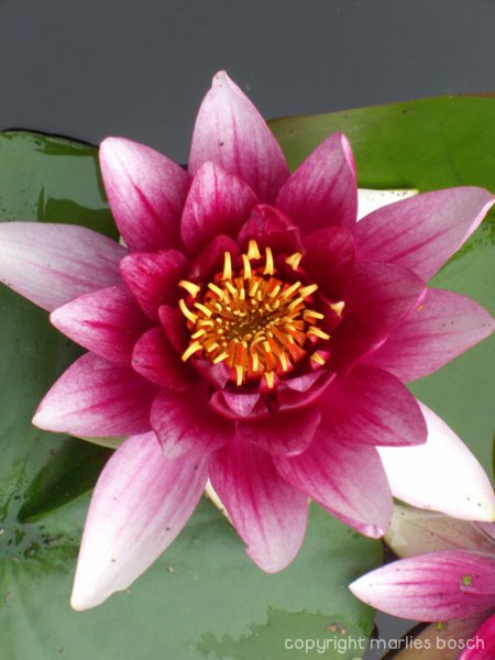 2009-bloemen-015