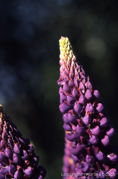2009-bloemen-016
