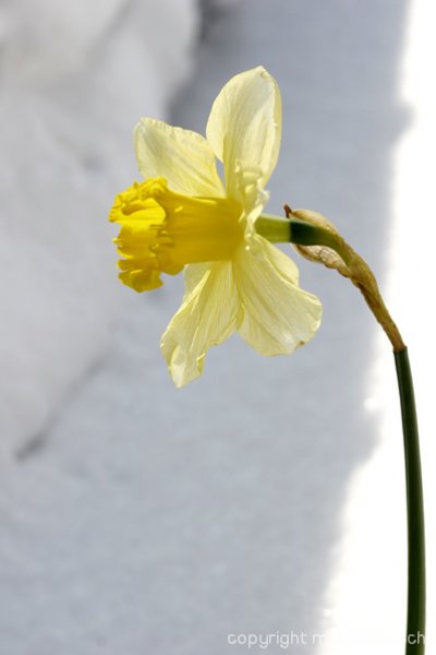 2009-bloemen-017