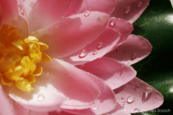 2009-bloemen-018