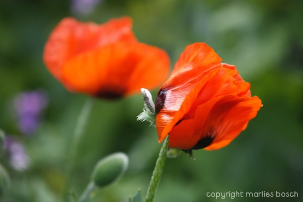 2009-bloemen-019