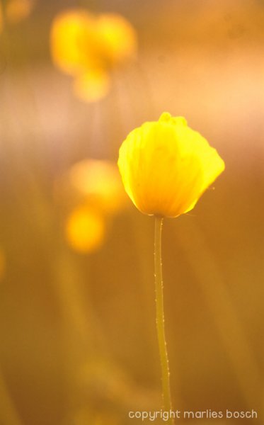 2009-bloemen-020