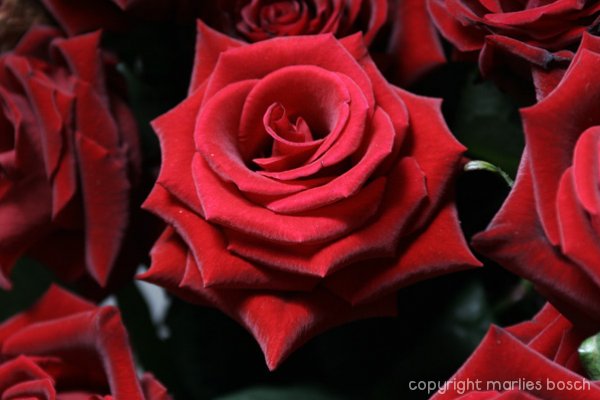 2009-bloemen-021