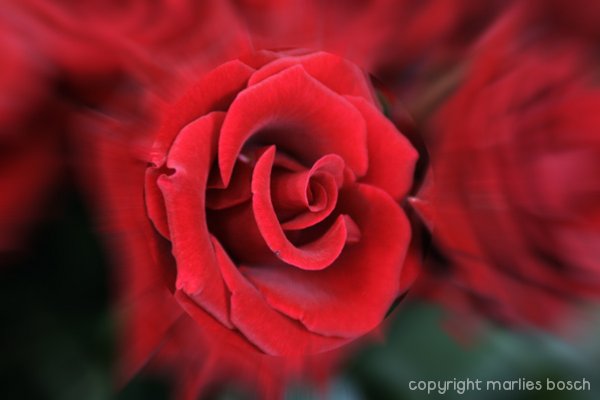 2009-bloemen-022