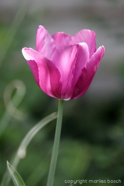 2009-bloemen-023