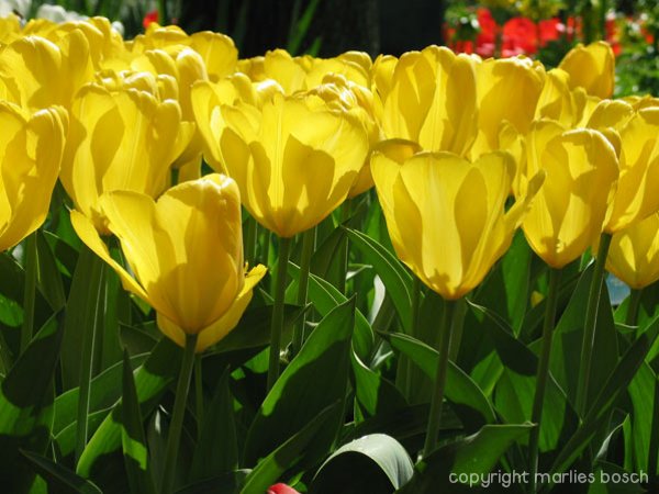 2009-bloemen-024