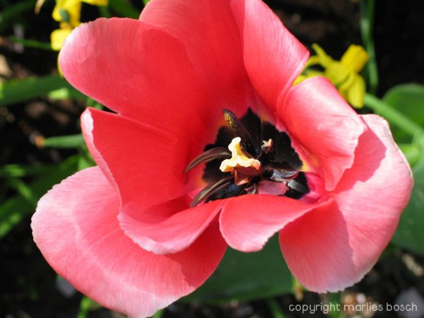 2009-bloemen-025