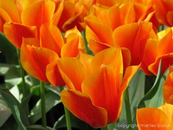 2009-bloemen-026