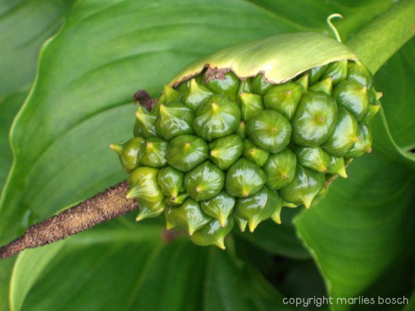 2009-bloemen-027