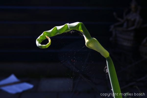 2010-natuur-001