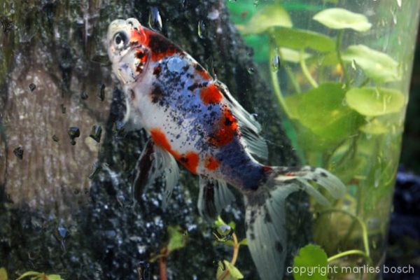 2010-natuur-002