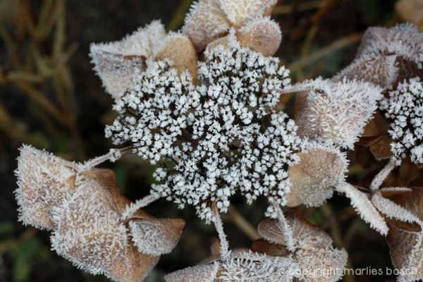 2010-natuur-004