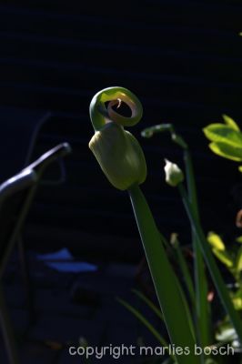 2010-natuur-005