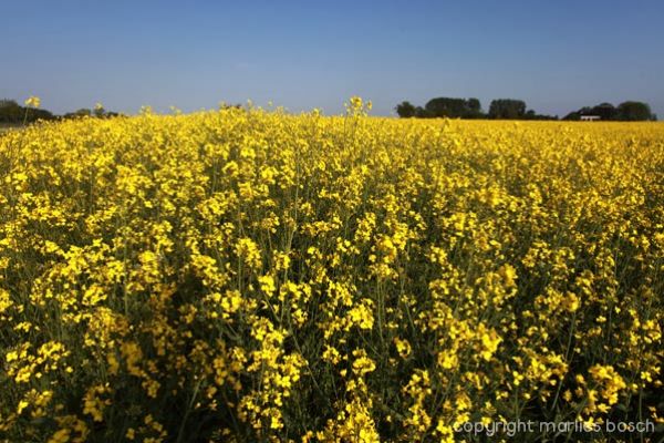 2010-natuur-008