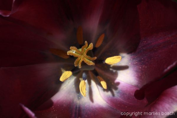 2010-natuur-009