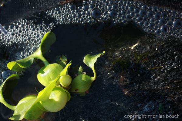 2010-natuur-010