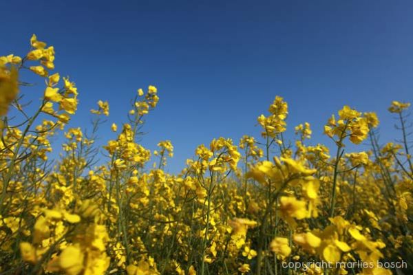 2010-natuur-012