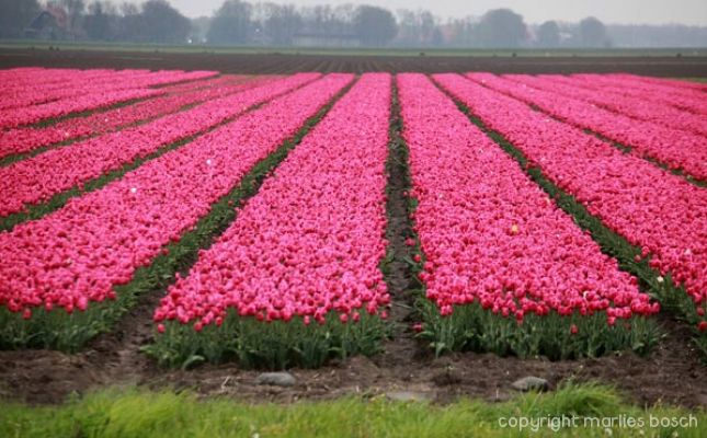 2010-natuur-013
