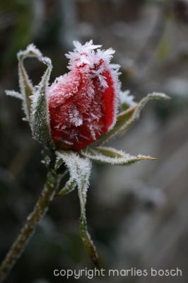 2010-natuur-016