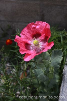 2010-natuur-017