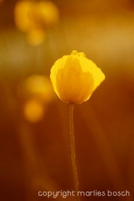 2010-natuur-018