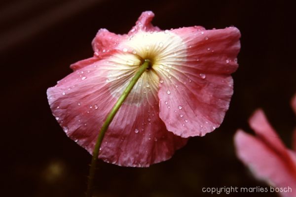 2010-natuur-019