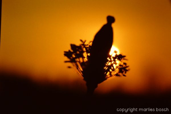 2010-natuur-023