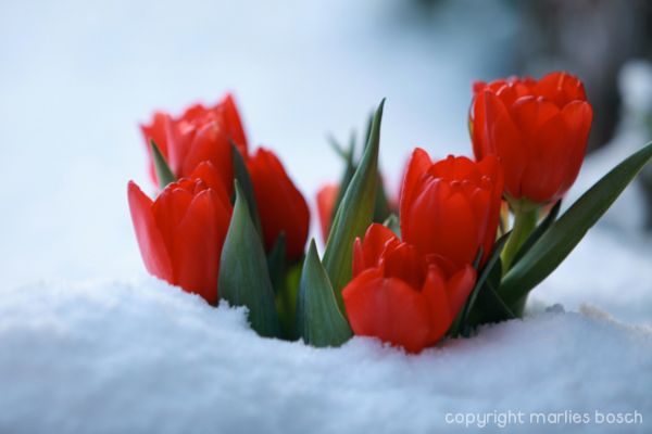 2010-natuur-024