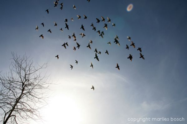 2010-natuur-028