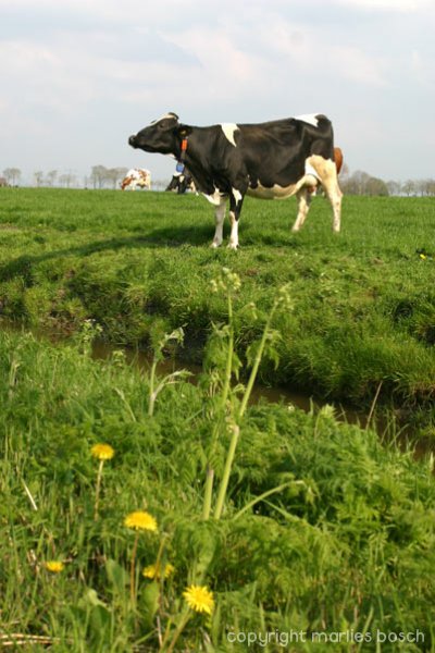 dieren-001