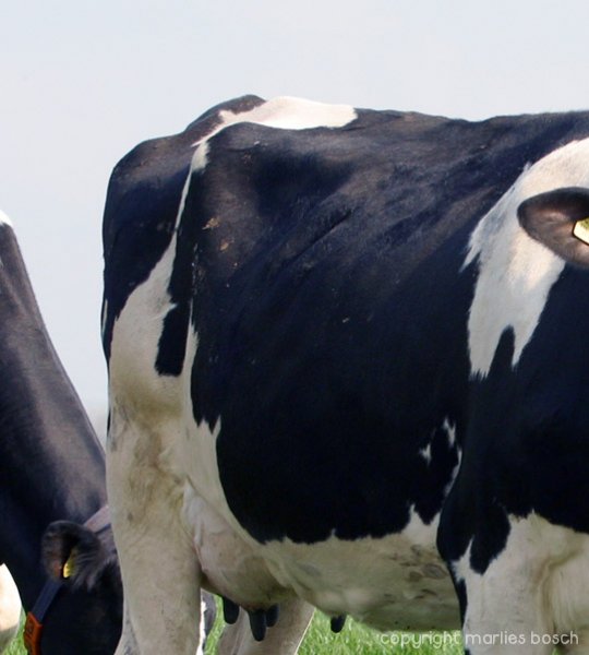 dieren-002