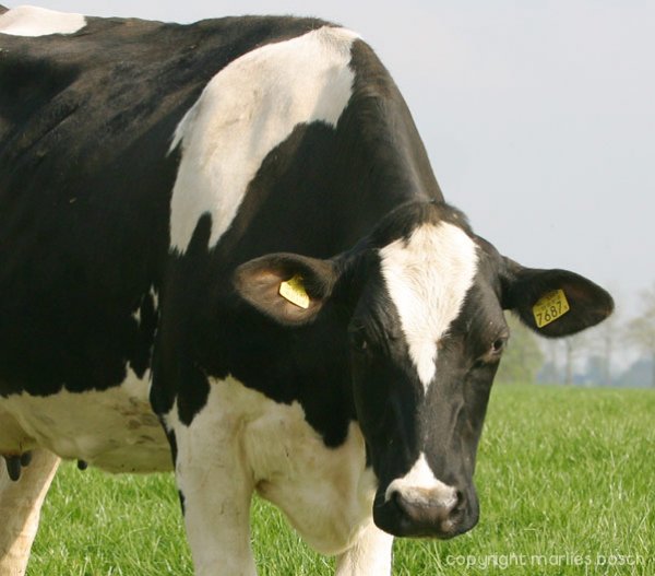 dieren-003