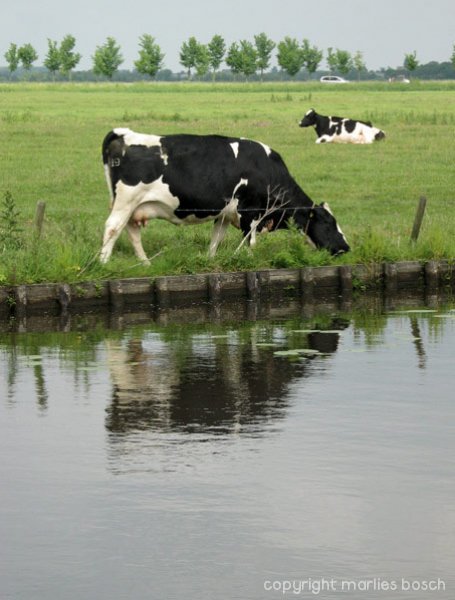 dieren-004